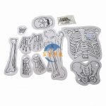 DIY人體骨骼平面拼裝小模型 DIY small human plane skeleton assemble model