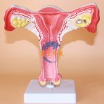 女性子宮解剖模型