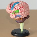 人體大腦模型 小號