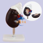 人體腎臟解剖模型