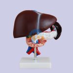 人體肝臟醫學解剖模型