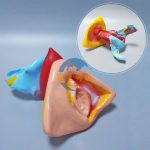 女性內外生殖器模型