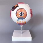 人體眼球結構解剖模型 6倍放大 Anatomical model of human eye structure 6x ZOOM