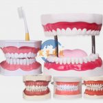 【多種規格】牙齒模型 Dental Dentist Teeth Standard Tooth Teaching Model