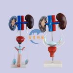 男性泌尿系統生殖器解剖模型