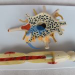 人體神經元胞體及神經纖維結構放大模型