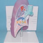 人體肺部及支氣管解剖模型