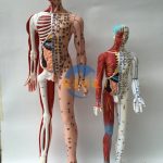 人體半皮半肌肉針灸穴位模型