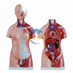 人體軀幹半身解剖模型（男性女性）