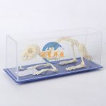 兔骨骼標本 Rabbit Skeleton