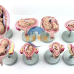 胎兒妊娠發育全過程模型8件套