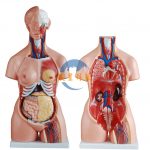 人體軀幹半身解剖模型（男性女性無性）