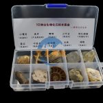 天然古生物化石小標本10件