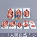 胎兒妊娠發育全過程模型10件套