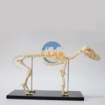 狗骨骼標本 Dog skeleton