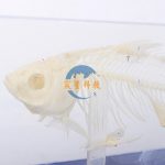 魚骨骼標本 Fish skeleton