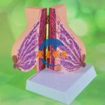 人體乳房結構解剖模型（哺乳期）Human breast structure Anatomical model (Lactation)