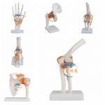 人體肩肘手髖膝腳關節模型六件套