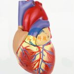 人體心臟模型