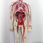 人體血液循環解剖模型 Human Blood Circulation Anatomical Model