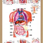 人體結構圖彩色掛圖