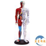 人體中醫針灸穴位模型