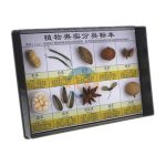 植物果實分類標本（10種）