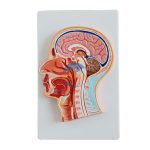 人體頭部內側血管神經解剖模型