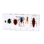 琥珀式害蟲標本六種