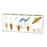 琥珀式桑蠶生活史標本