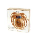 琥珀式章魚結構標本