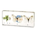 琥珀式粉蝶生活史標本