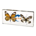 琥珀式蝴蝶與飛蛾對比標本