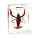 琥珀式龍蝦結構標本