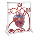 DIY心臟血液循環模型