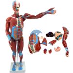 人體肌肉連內藏模型27件