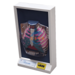 人體(肺部)呼吸運動模型（電動）