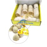 小雞生命周期孵化模型