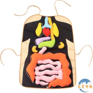 人體器官圍裙 新款