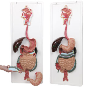 人體消化系統模型
